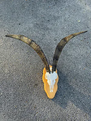  Taxidermy CATALINA/IBEX GOAT Full Skull-Huge Horns Log Cabin Hunting Lodge Deco • $395