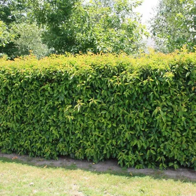 Portuguese Laurel Hedging Plants 20-40cm Prunus Lusitanica Evergreen Hedge Pots • £17.99