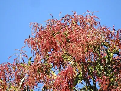 $4.99 • Buy Terminalia Myriocarpa EAST INDIA ALMOND - Unique Tree! SEEDS!