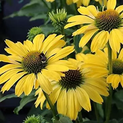 Echinacea (Coneflower) Papallo® Classic Lemon Perennial 9cm Pot Plants Pack X3 • £14.99