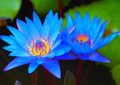 20 Blue Lotus Seeds Egyptian Lotus Nymphaea Caerulea  Germination Seeds • £7.72