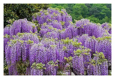 £14.45 • Buy Wisteria Sinensis - Grafted - Plant In 9 Cm Pot