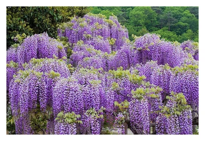 £14.45 • Buy Wisteria Sinensis - Grafted - Plant In 9 Cm Pot