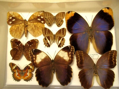 £11.50 • Buy StoreBox 5 (8) Tropical Butterflies Moths Entomology Insect Lepidoptera