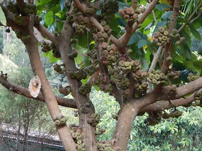 Elephant Ear Fig Tree - Ficus Auriculata -  10 Seeds • $2.99