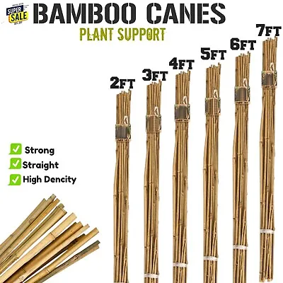 Thick Stake Bamboo Garden Canes Heavy Duty Plant Flower Veg Support Sticks • £12.97
