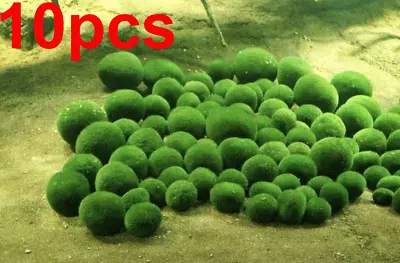 10pcs  1cm Marimo Moss Ball Cladophora Live Aquarium Plant Fish Aquarium Decor • $9.36