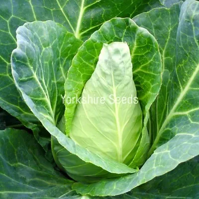 50x Cabbage Caraflex F1 Seeds - Vegetable • £2.49