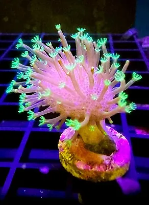 Live Coral Leather Toadstool Green Polyp 1 + • $25