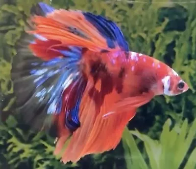 Male Multicolour Halfmoon Betta • £20