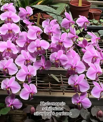 $85 • Buy FPOrchids Species Phal. Schilleriana Silver