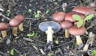Mushroom Grow Kit 50x Wine Cap Dowels For Garden Not Log - Gift Token Option • £19.10