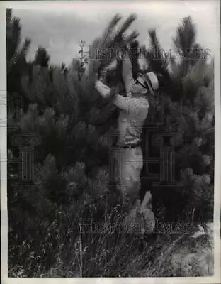 1956 Press Photo Man Jack Richmond Trims Evergreen Pine Trees Mahomet Illinois • $19.99