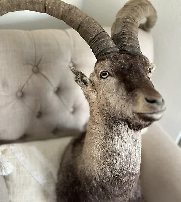 Southeastern Spanish Or Beceite Ibex Shoulder Mount Taxidermy Cabin Texas Decor • $450
