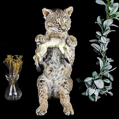 BR87a Bobcat With Ermine Predator Prey Standing Taxidermy Oddities Curiosities • $669.99