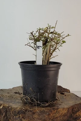 £19.99 • Buy Lonicera Nitida Bonsai Tree Small Tree Starter Mame Bonsai Easy Care Outdoor M6