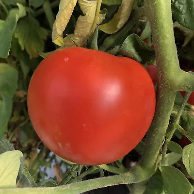 50+ Seeds Park’s Whopper Tomato Hybrid Vegetable Garden Planting Tomatoe USA • $3.66