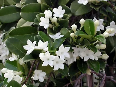 15 Fresh Stephanotis Floribunda / Madagascar Jasmine Seeds - Super Fragrant! • £7.91