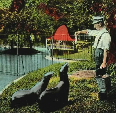 $11.25 • Buy 1910s Detroit, MI Belle Isle Zoo. Feeding The Seal Fish. Curt Teich Postcard