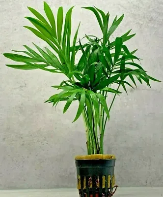 Chamaedorea Elegans Palm Live Indoor House Plant Purifies Air • £6.99