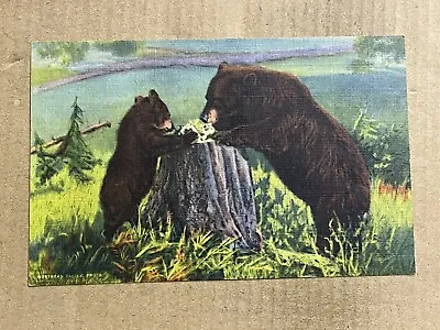 Postcard Animal Bears Eating Rocky Mountains Vintage PC • $1.65