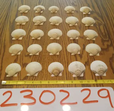 Lot Of 25 Florida  Scallop Seashells White Ocean Sea Shells • $6.99