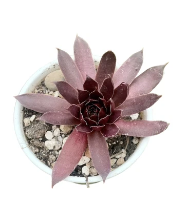 Sempervivum Chocolate Kiss • £3.50