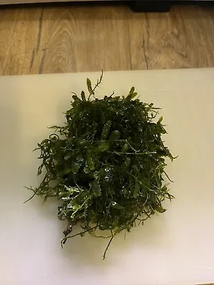 Marine Macro Algae Large Mixed Handful Rooted - Not Cut | Display | Refugium • £12