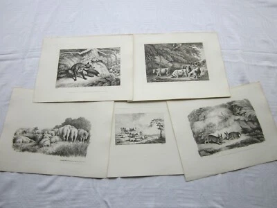 £10 • Buy Five Antique Animal Etching's C.1810, SAMUEL HOWITT