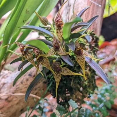 $36 • Buy Species Orchid - Dryadella Zebrina