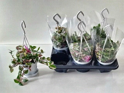 Tradescantia 'Quadricolor' Technicolour Dreamcoat Of Pink White Purple & Green • £27.99