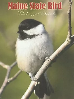 *Maine- The Black-Capped Chickadee...State Bird   (Postcard) (S2) • $4.28