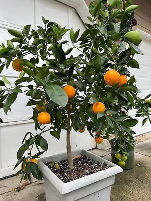 Grafted Dwarf CARA CARA Orange Citrus Tree Citrapot Ship UPS Overnight • $79