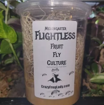 Flightless Fruit Fly Culture 32oz Live Dart Frog Food Reptile Food Live Insects  • $18.99