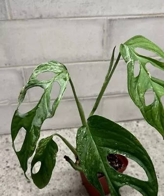 Monstera Adansonii Variegated Multiple Nodes Rooted Rare Plant Albo Mint (a) • $5.50