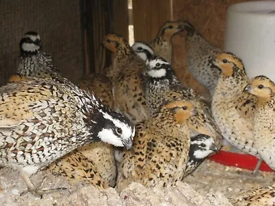 12+ Mexican Speckled Quail Hatching Eggs Shipping Now • $32