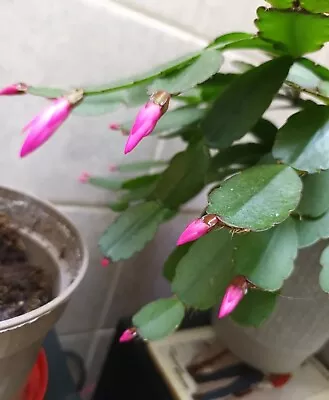 An Unrooted Leaf Cutting From Pictured Easter/Christmas Adult Cactus • £1.80