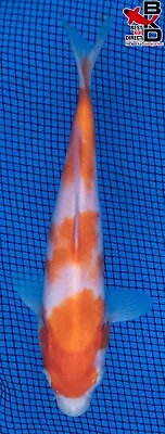 7  KOHAKU Live Koi Fish Garden Pond 4/24 • $31.99