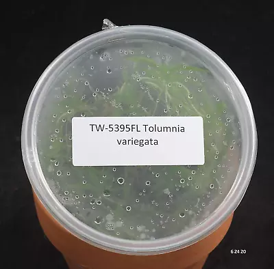 £76.91 • Buy FLASK Tolumnia Variegata