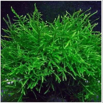 Java Moss Vesicularia Golf Ball Size Live Aquarium Plants 4 Balls NO Pests! • $15.99