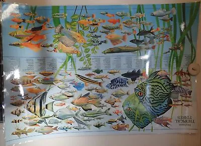 FREASHWATER TROPICAL FISHES  Poster 1987 Nuova  ARTI Laminated • $77.99