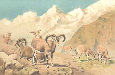 SHEEP. Bharal 1894 Old Antique Vintage Print Picture • $8.71