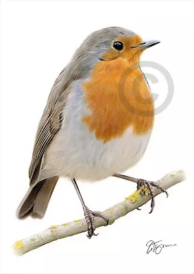 £9.99 • Buy ROBIN REDBREAST Colour Pencil Drawing Print A4 / A3 Signed By UK Artist Artwork