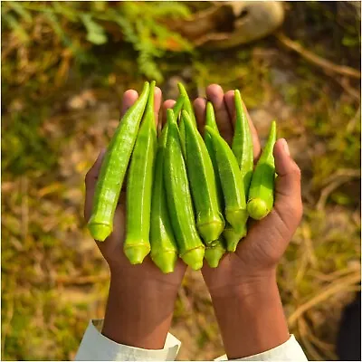 OKRA 'Clemson Spineless' 15+ Seeds HEIRLOOM Vegetable Garden GUMBO LADYS FINGER • $4.99