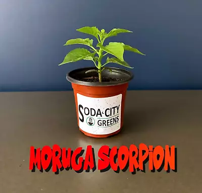 Two Sweet Moruga Scorpion Pepper Live Plants • $13.99