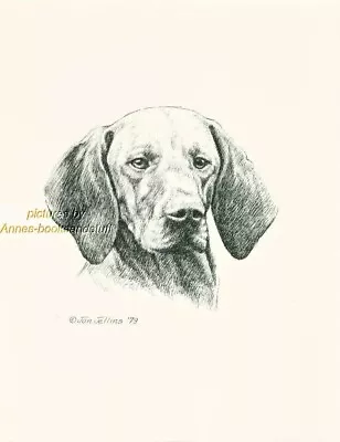 #193 VIZSLA  Dog Portrait Art Print * Pen And Ink Drawing * Jan Jellins • $11.95