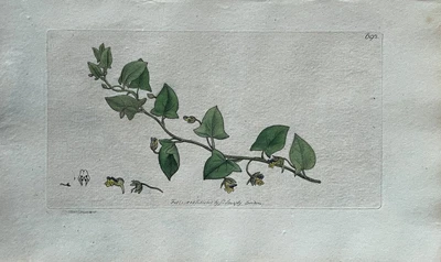 £68.67 • Buy Original Antique Print - Botanical Art Print - James Sowerby - Antirrhinum
