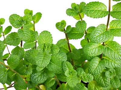 £2.02 • Buy 400 Peppermint Seeds Mentha Mint FREE SHIPPING | Non-GMO Heirloom Perennial Herb