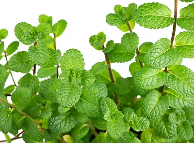 400 Peppermint Seeds Mentha Mint FREE SHIPPING | Non-GMO Heirloom Perennial Herb • $2.50