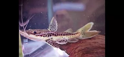 Red Tail Leopard (tiger Shovelnose) Catfish 4-5 Inches Live Catfish • $49.99